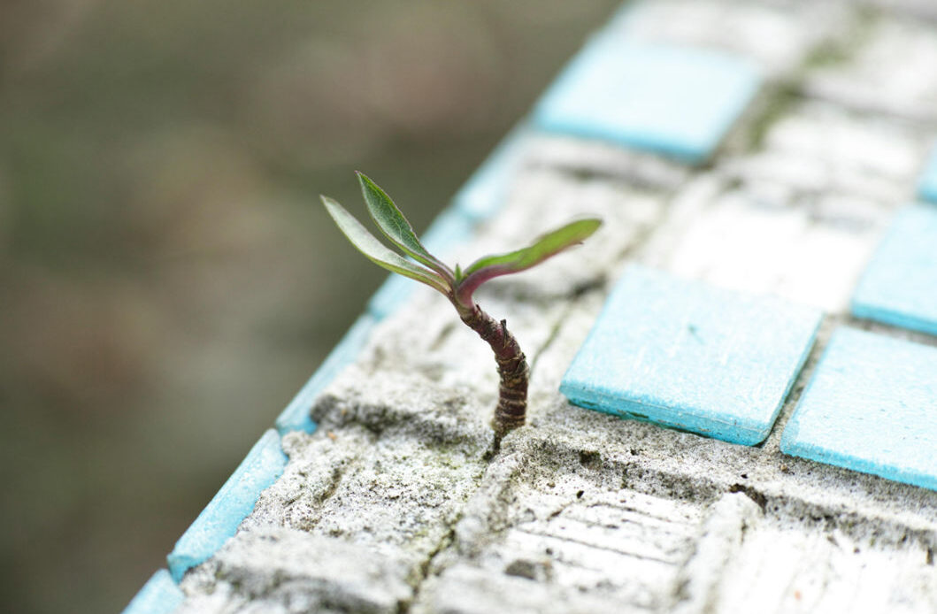 A small plant sprouting from cracks in a tiled surface, symbolizing growth and resilience through the Mentally Strong Method for lasting change.