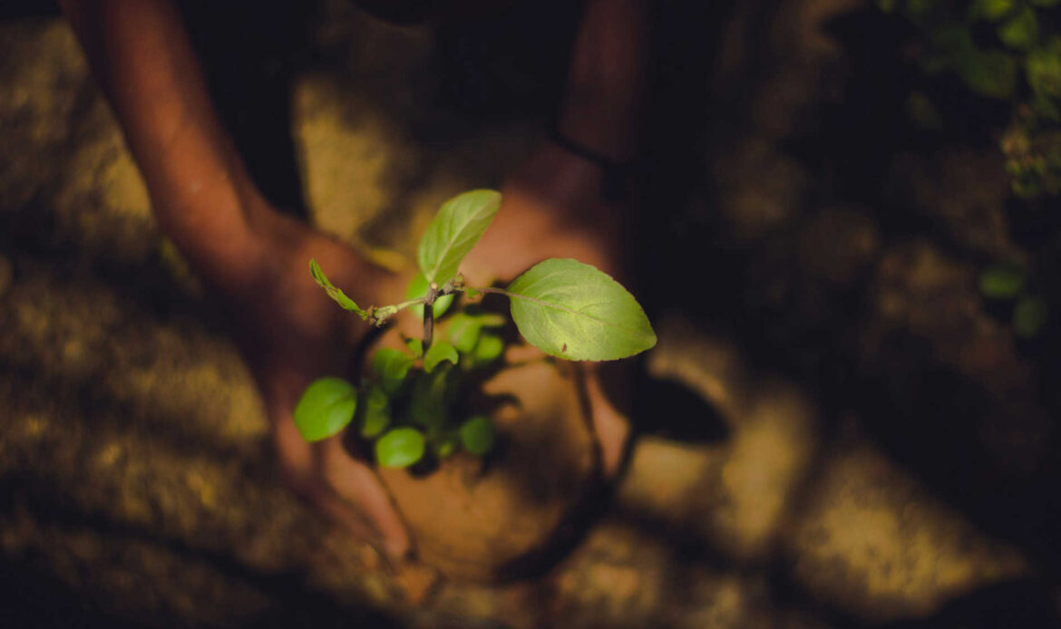 Hands holding a green leafy plant